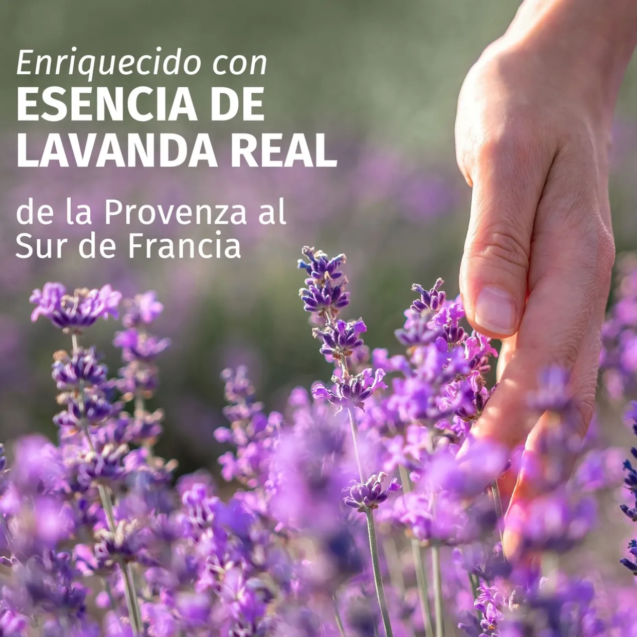 Champô com Aroma a Lavanda