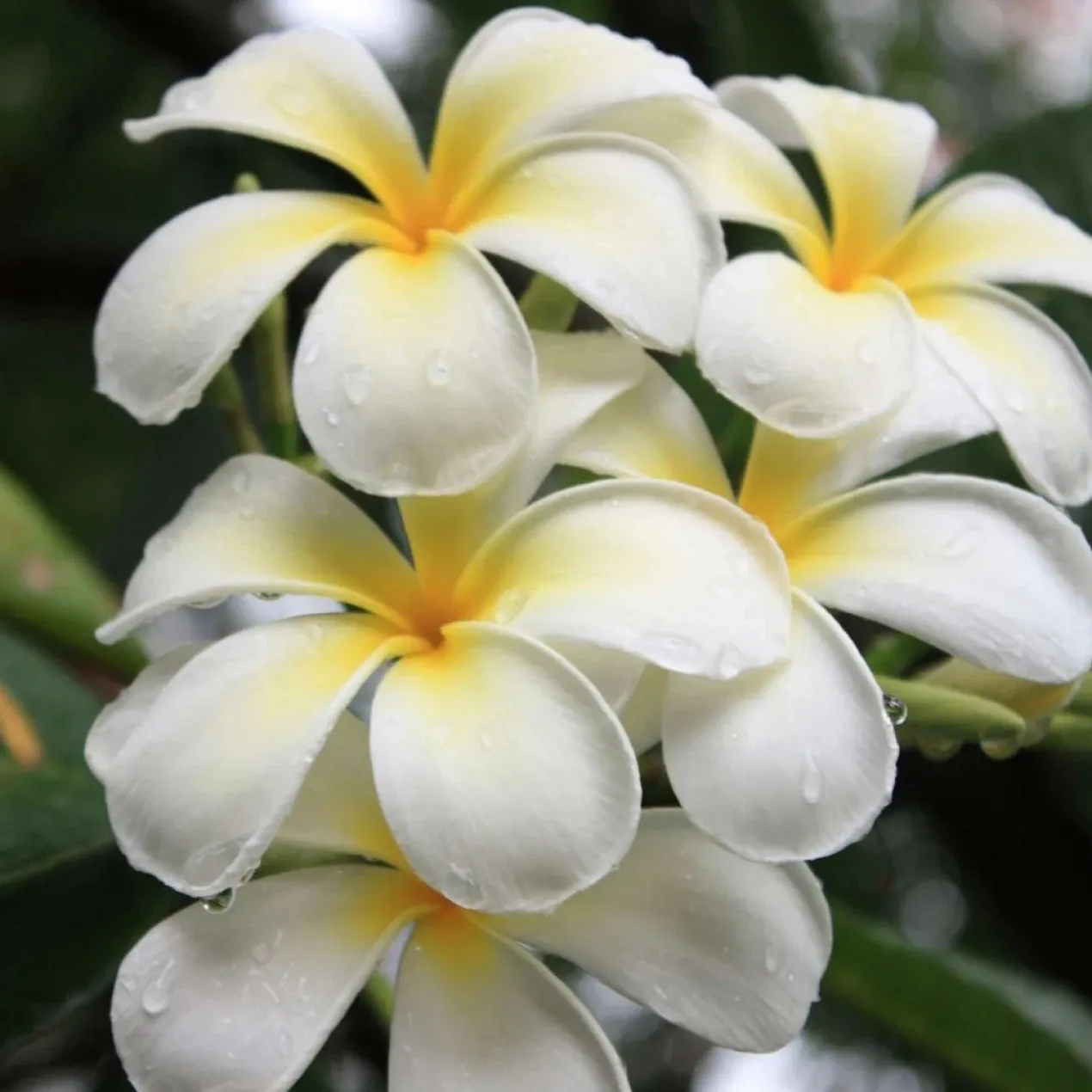 Óleo Seco Cintilante Monoï de Tahiti
