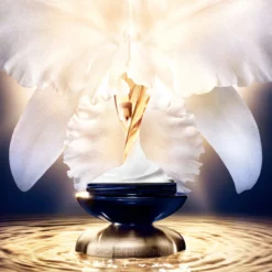 Orchidée Impériale A Creme Rico