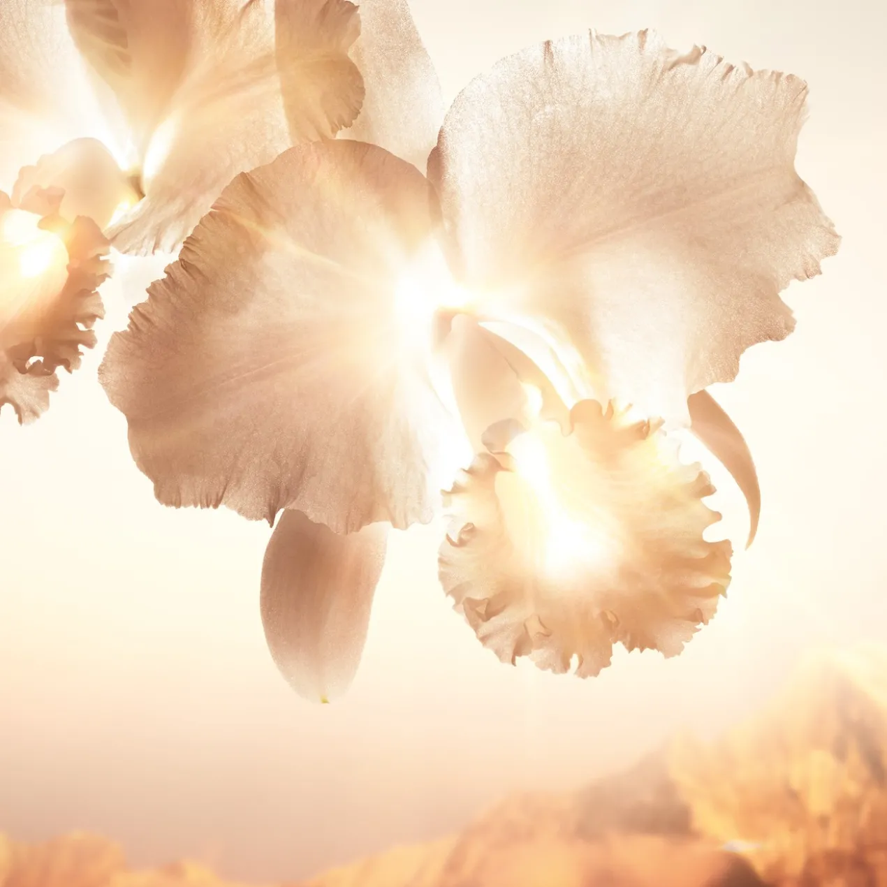 Orchidée Impériale Gold Nobile Sérum Anti-envelhecimento