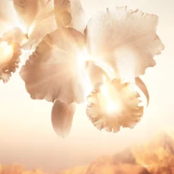 Orchidée Impériale Gold Nobile Creme Anti-envelhecimento