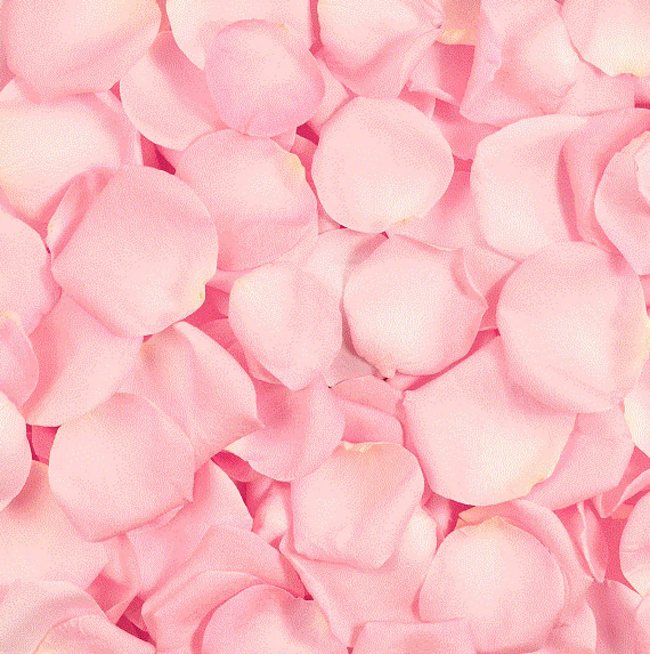 Rose Sugar Scrub Esfoliante Facial