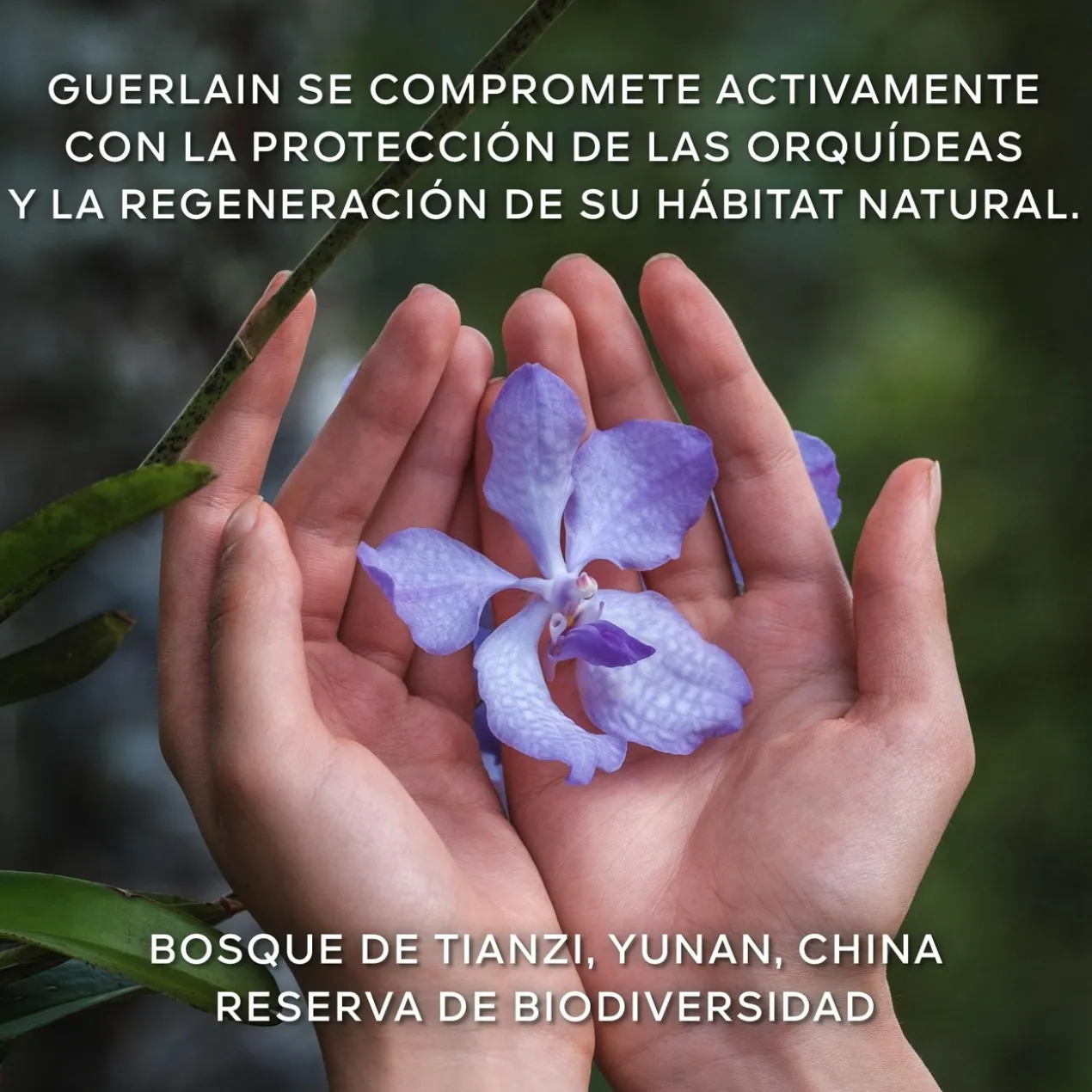 Sérum Orchidée Impériale O Concentrado de Longevidade